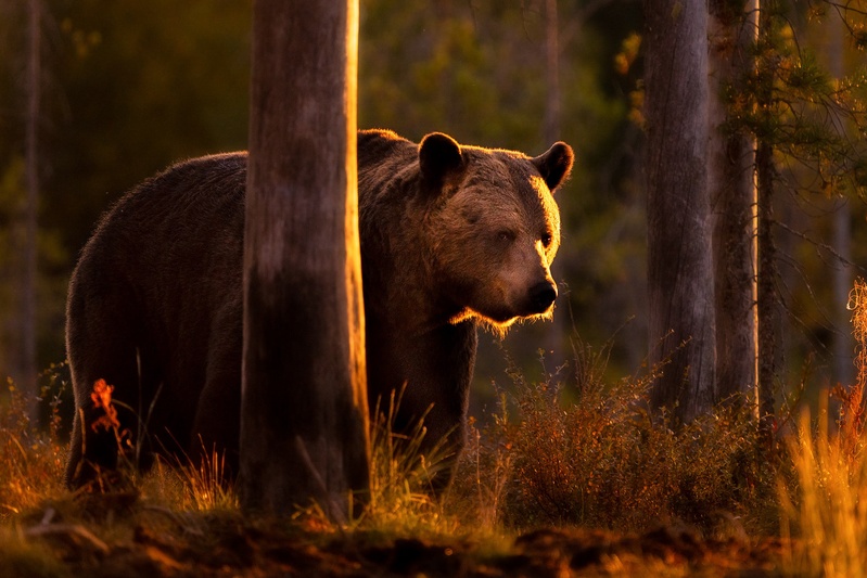 Rjavi medved (Ursus arctos) by Danijel Turnšek