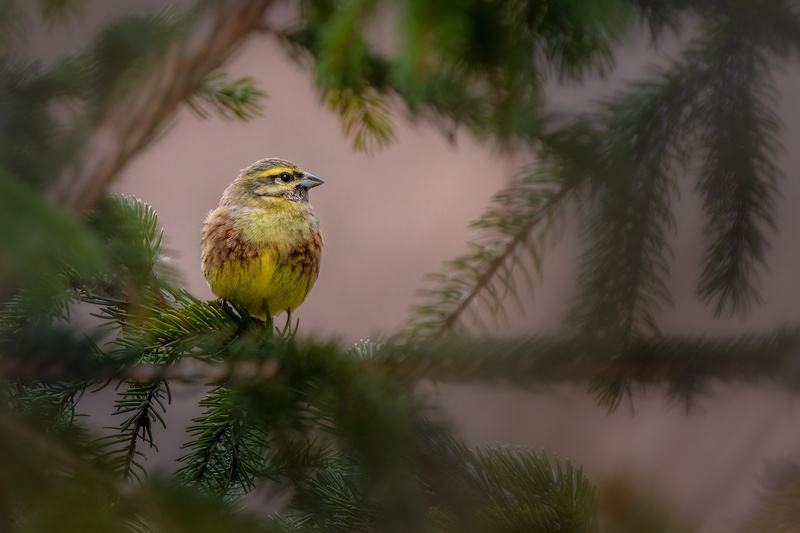 Plotni strnad (Emberiza cirlus) by Danijel Turnšek
