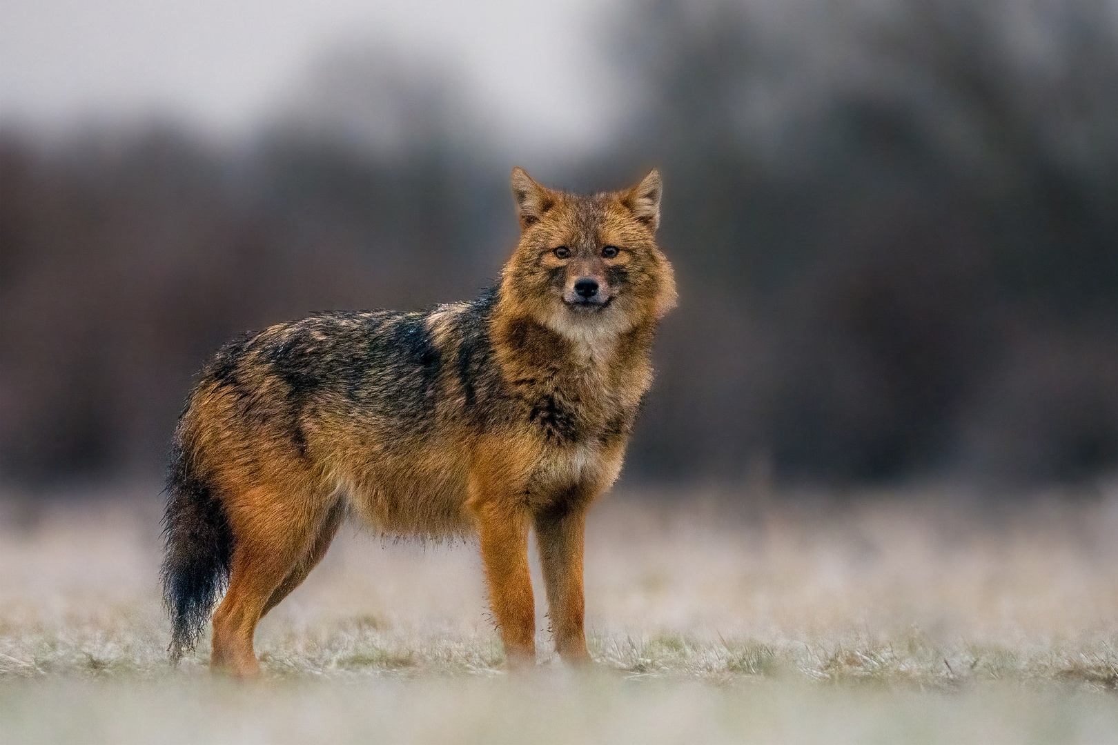 Šakal (Canis aureus) by Danijel Turnšek
