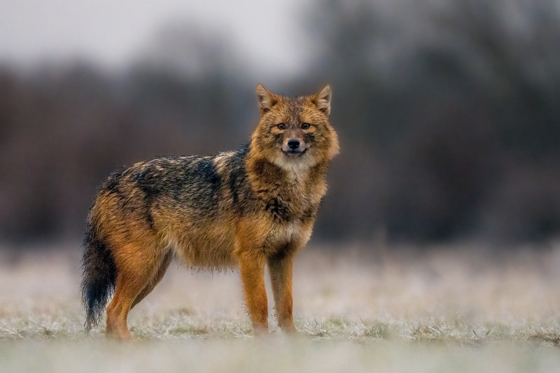 Šakal (Canis aureus) by Danijel Turnšek