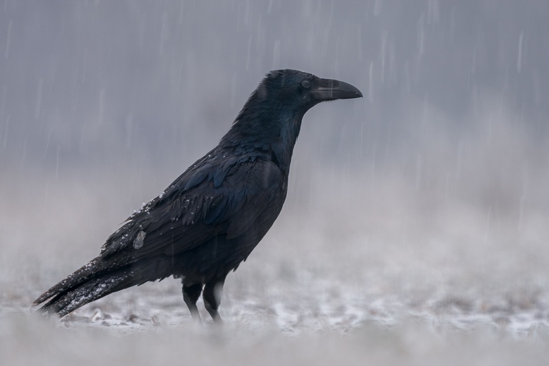Krokar (Corvus corax) by Danijel Turnšek