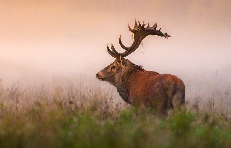 Navadni jelen (Cervus elaphus) by Danijel Turnšek