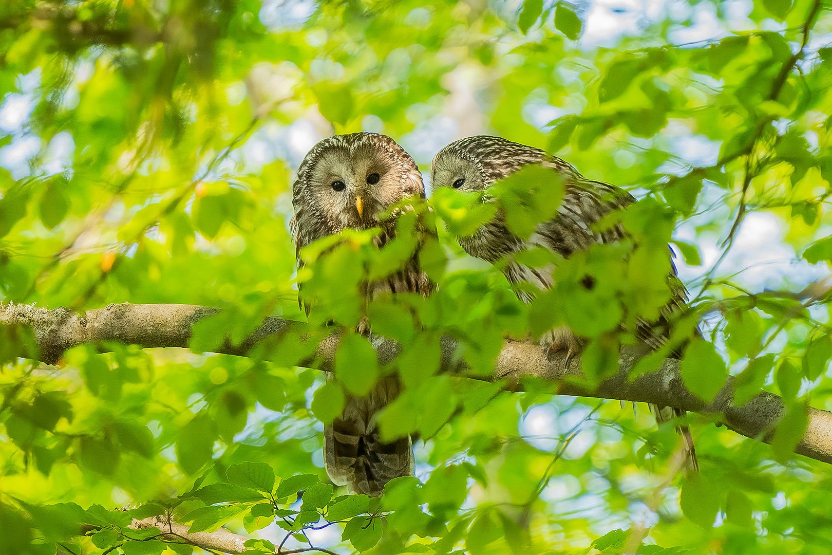 Kozača (Strix uralensis) by Danijel Turnšek