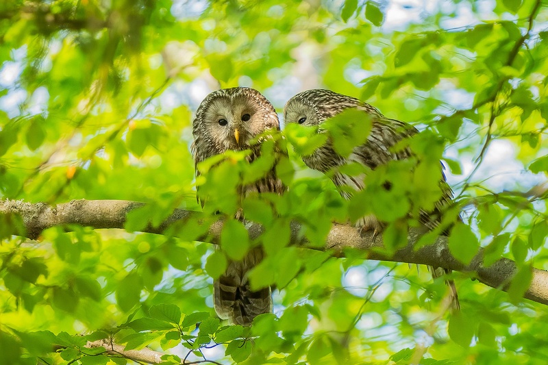 Kozača (Strix uralensis) by Danijel Turnšek