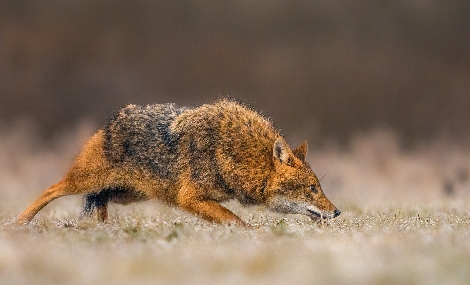 Šakal (Canis aureus) by Danijel Turnšek
