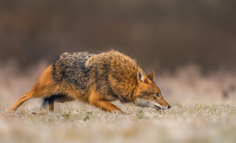 Šakal (Canis aureus) by Danijel Turnšek