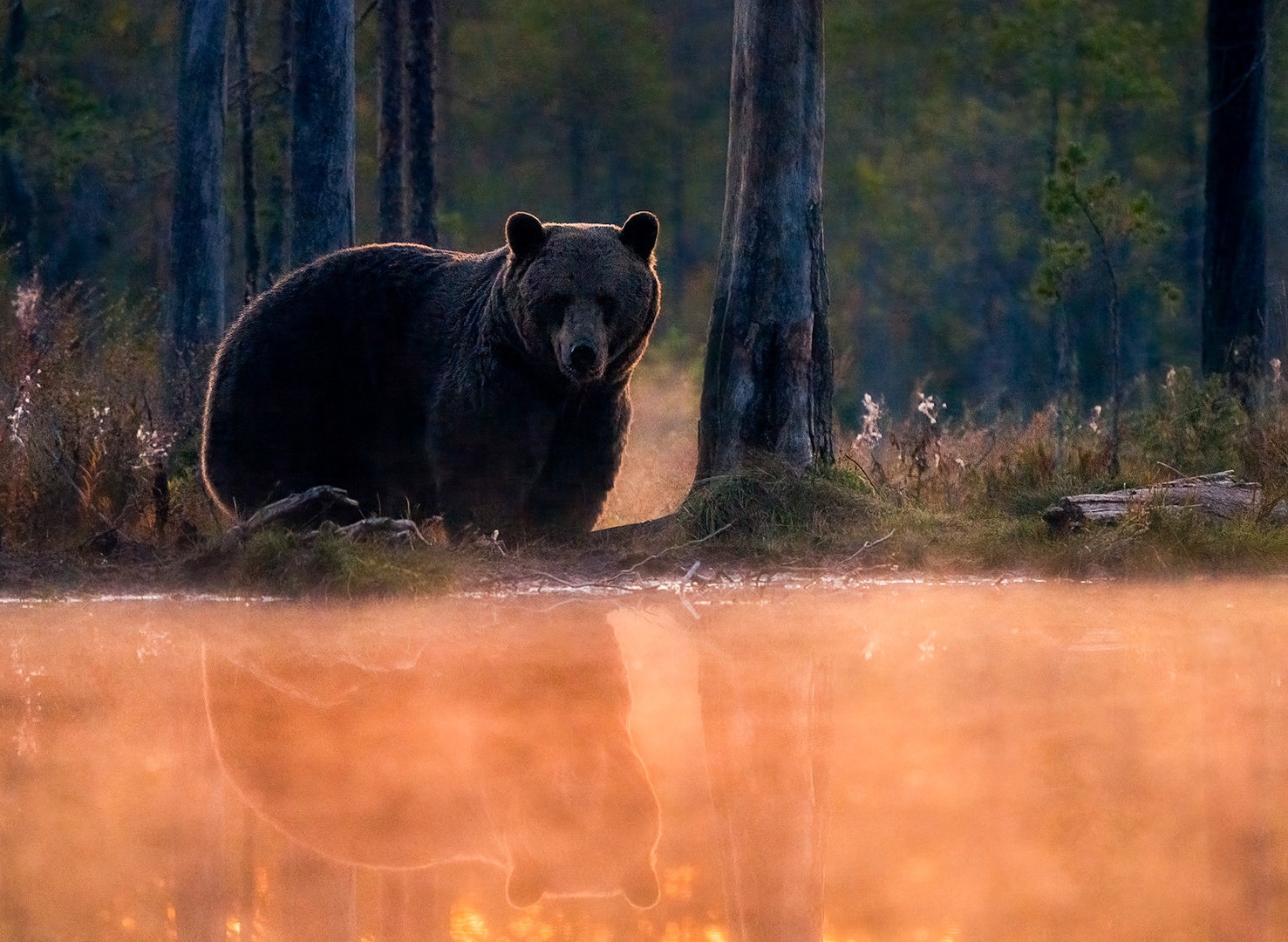 Rjavi medved (Ursus arctos) by Danijel Turnšek