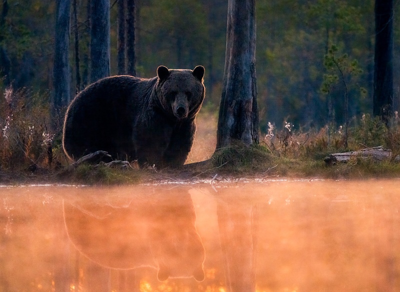 Rjavi medved (Ursus arctos) by Danijel Turnšek