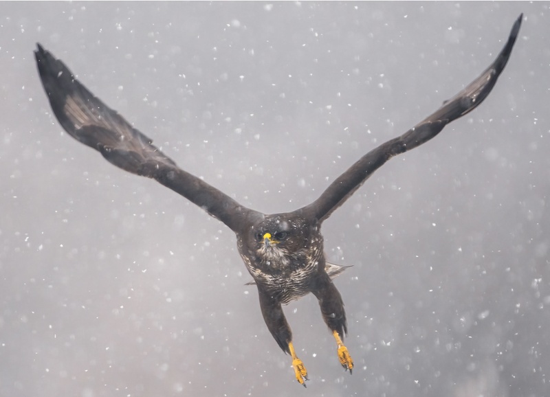 Kanja (Buteo buteo) by Danijel Turnšek