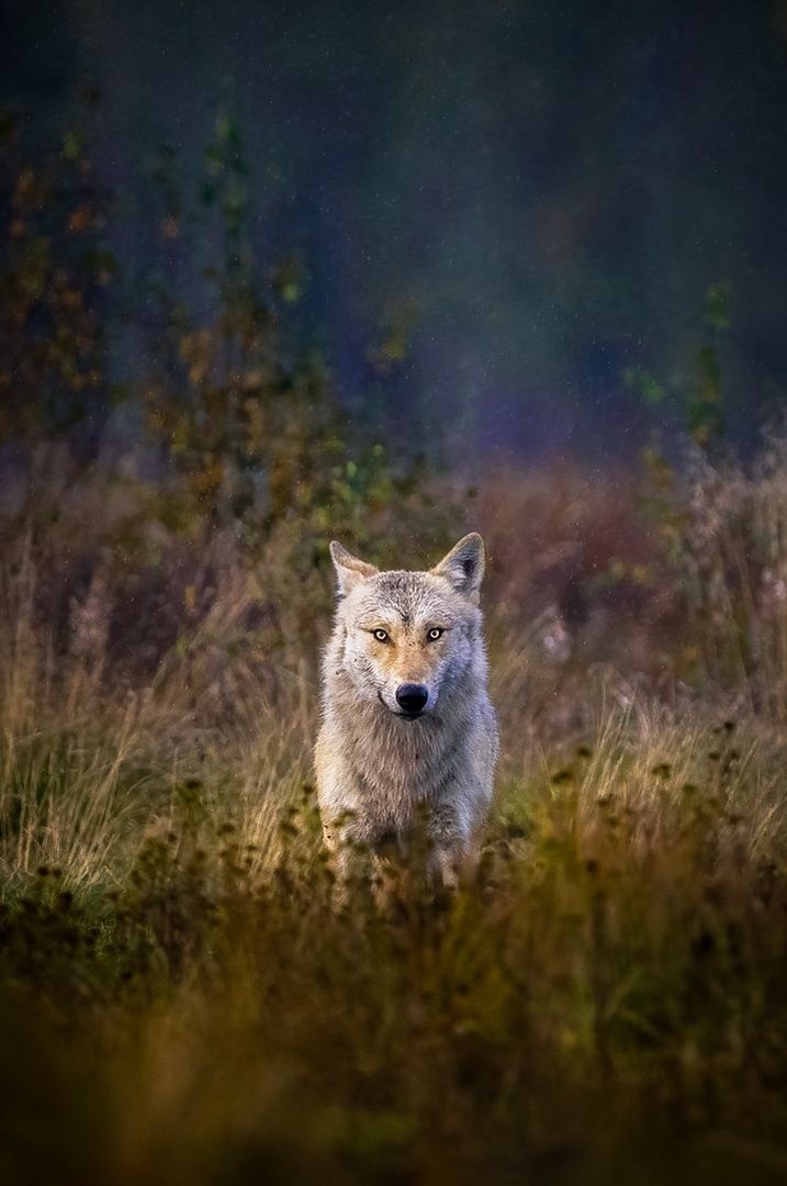 Sivi volk (Canis lupus) by Danijel Turnšek