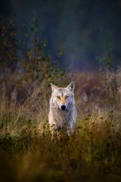 Sivi volk (Canis lupus) by Danijel Turnšek