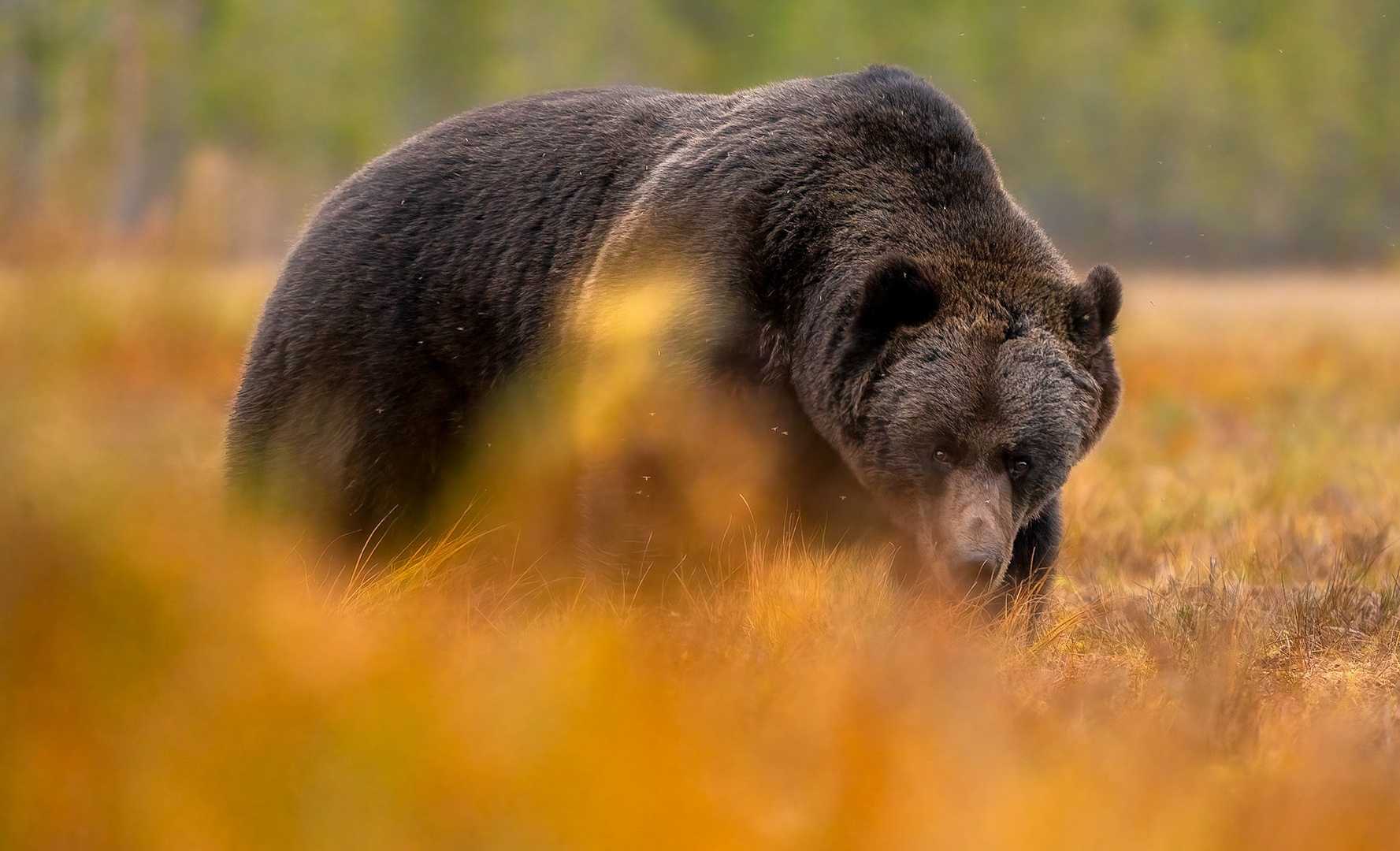 Rjavi medved (Ursus arctos) by Danijel Turnšek