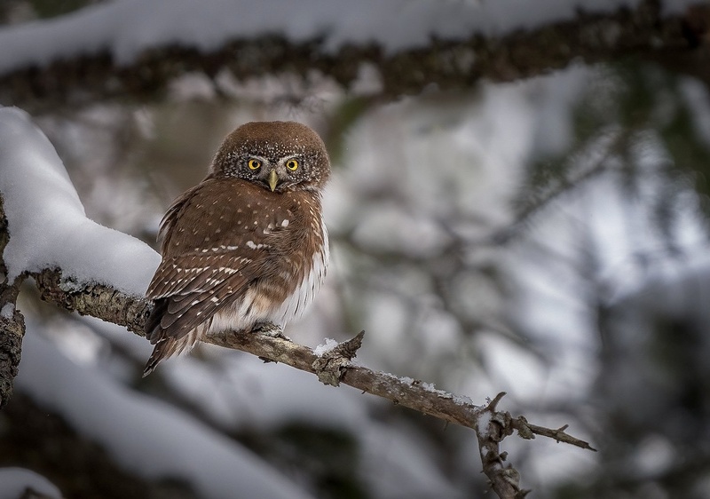 Mali skovik (Glaucidium passerinum) by Danijel Turnšek