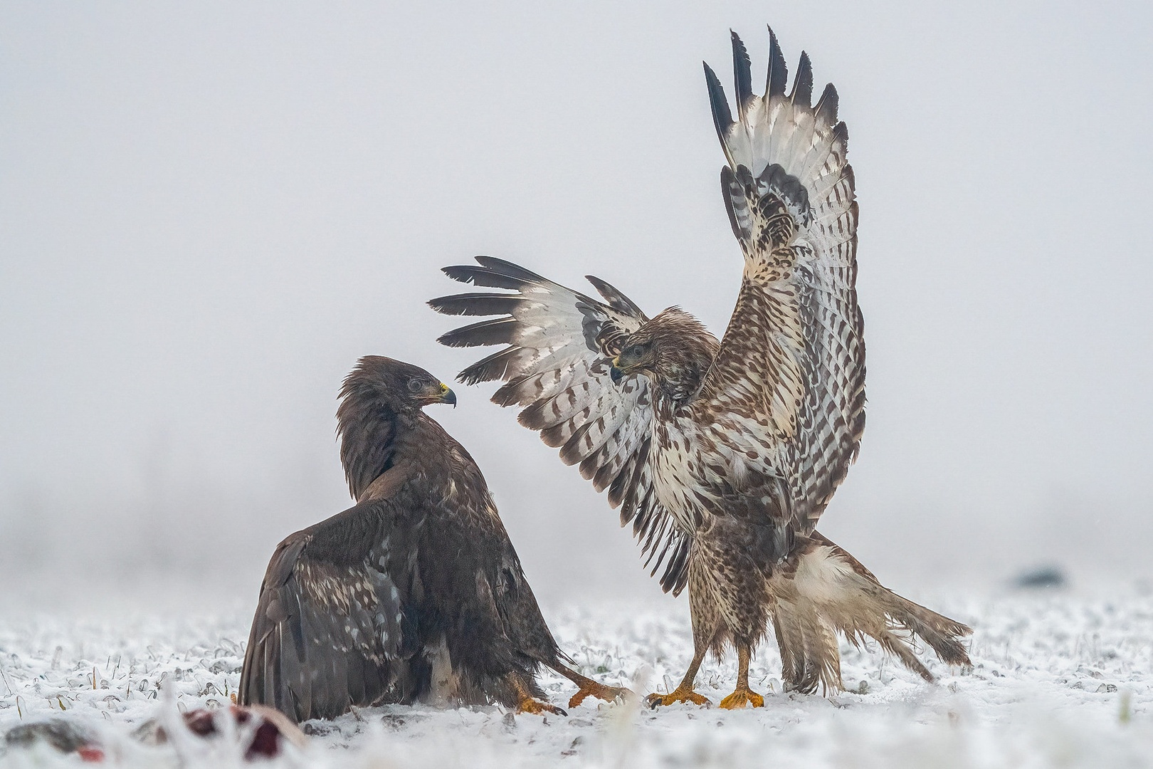 Kanja (Buteo buteo) by Danijel Turnšek
