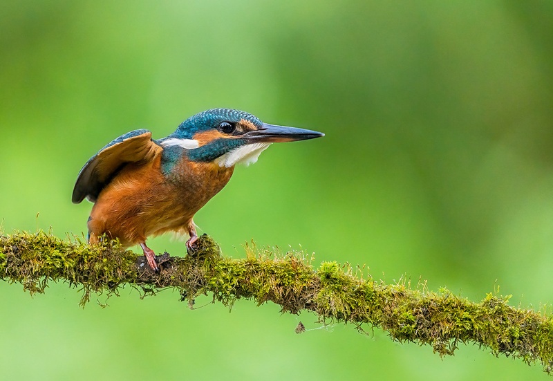 Vodomec (Alcedo atthis) by Danijel Turnšek