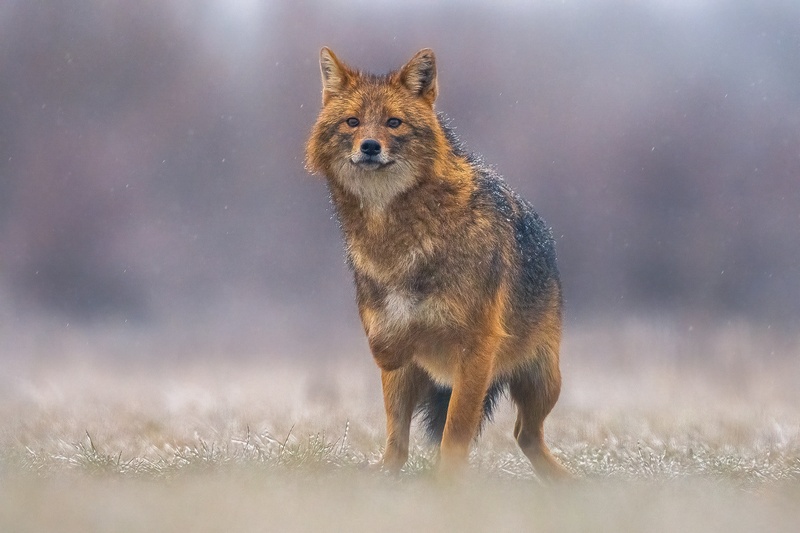 Šakal (Canis aureus) by Danijel Turnšek