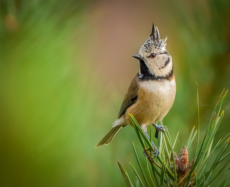 Čopasta sinica (Lophophanes cristatus) by Danijel Turnšek