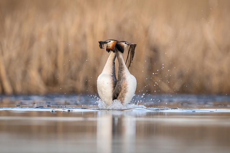 Čopasti ponirek (Podiceps cristatus) by Danijel Turnšek
