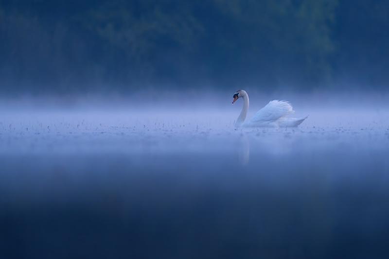 Labod grbec (Cygnus olor) by Danijel Turnšek