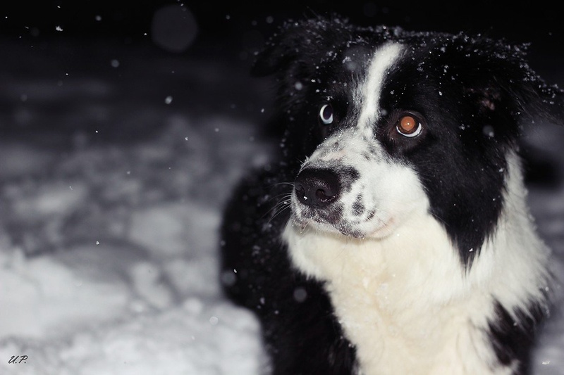 It's snowing :) by ursaa