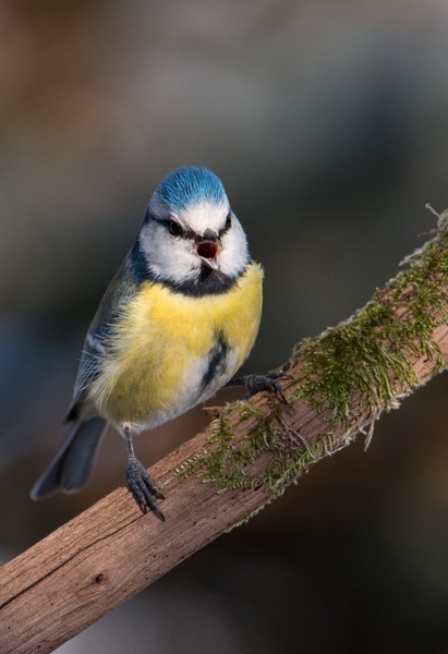 Angry bird by Žiga Čamernik