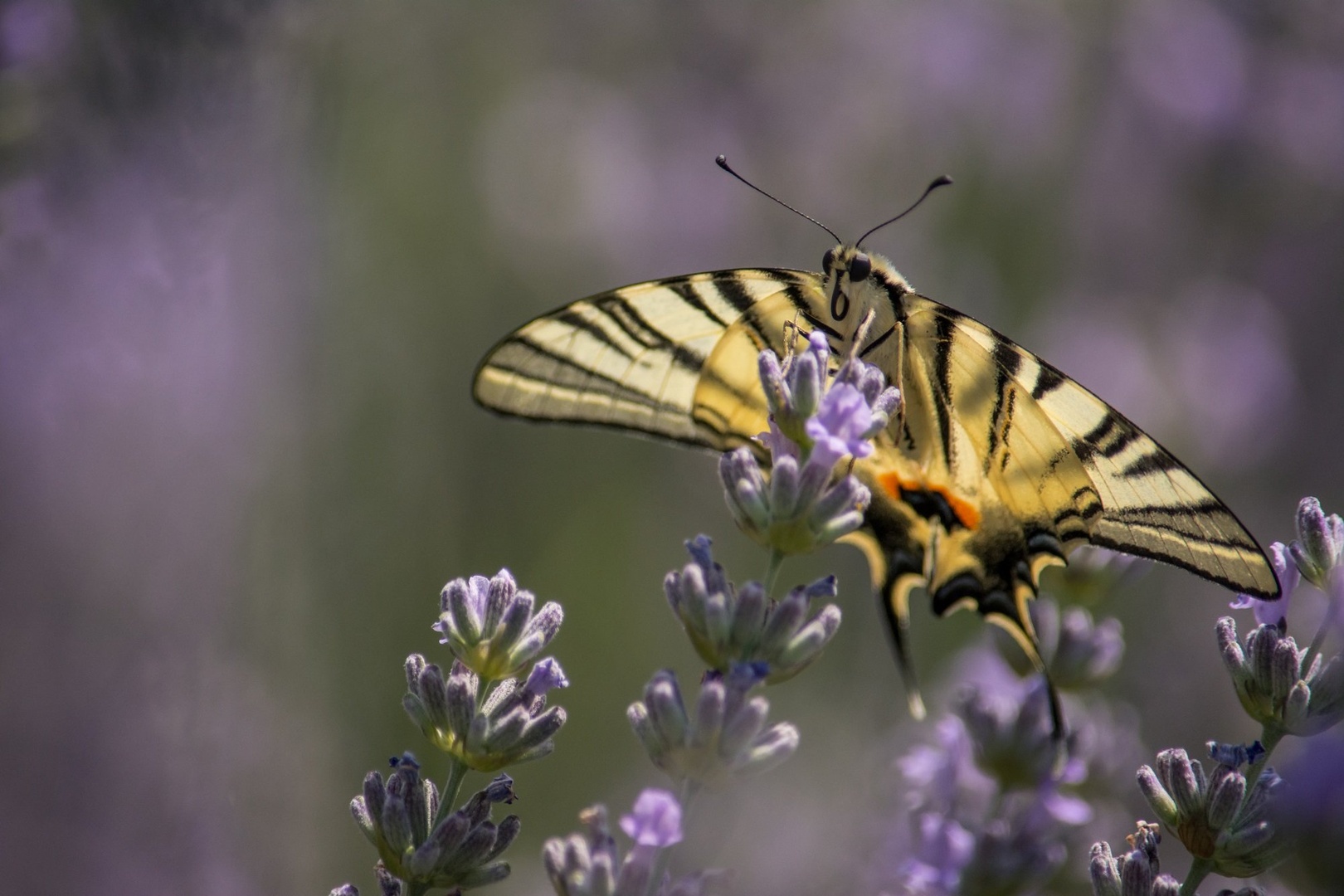 Iphiclides podalirius by Kevin Lozar