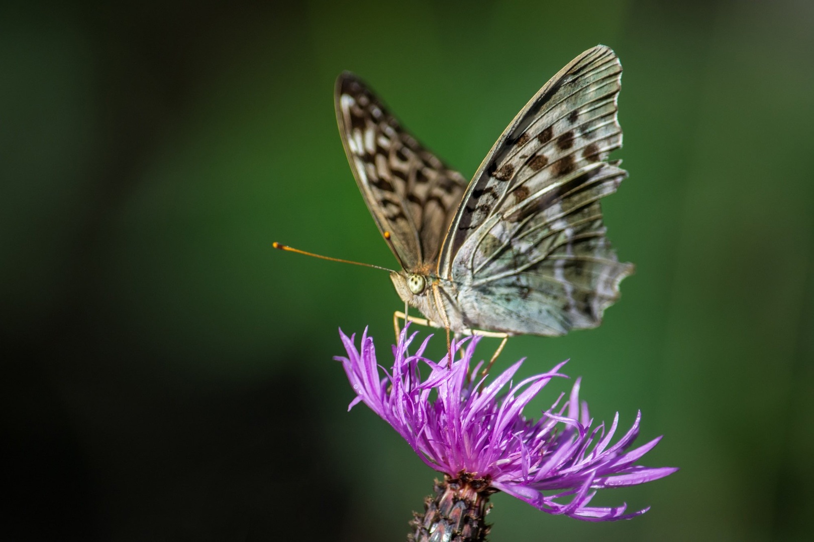 On flower by Kevin Lozar