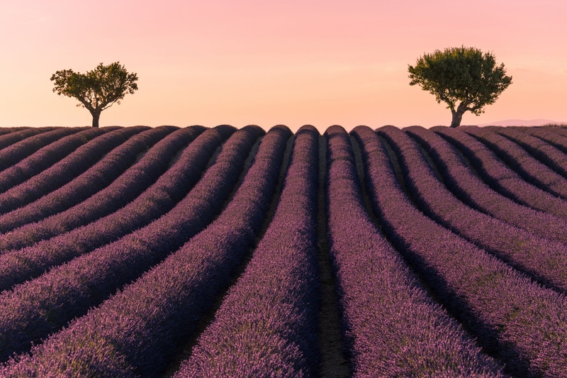 Lavender field by Kevin Lozar