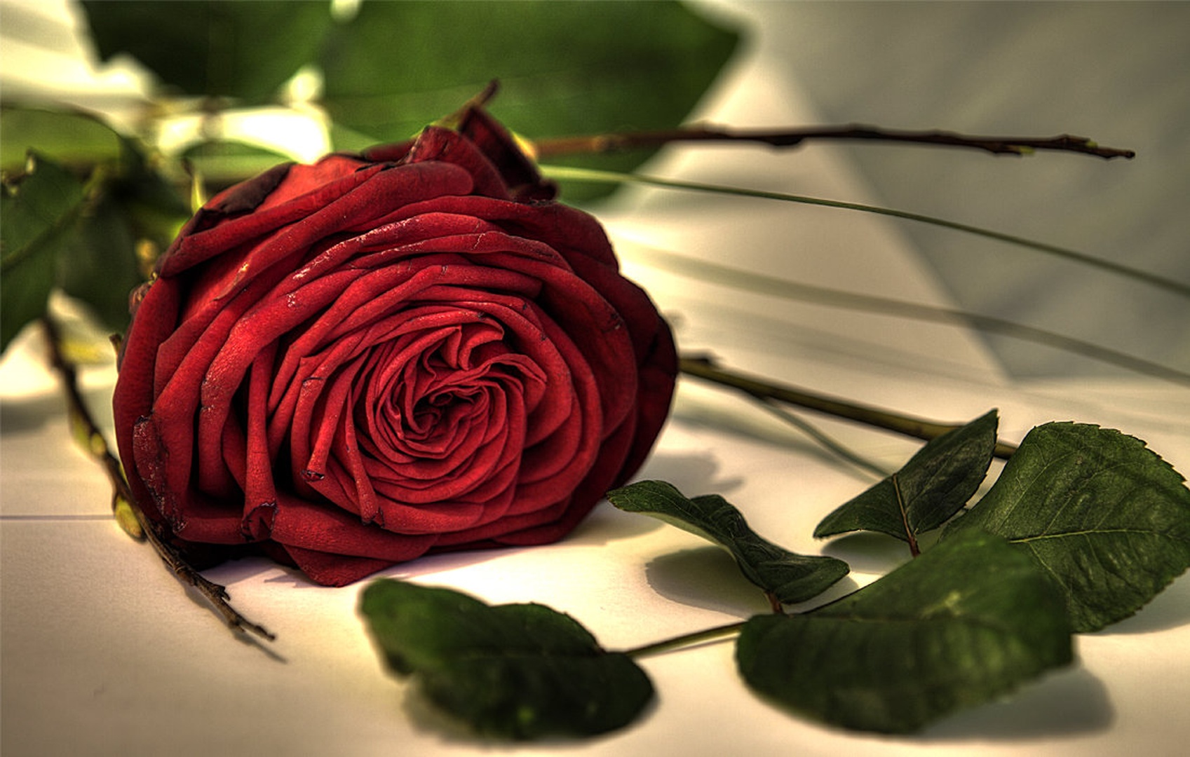 Rose by sebastjan čebular