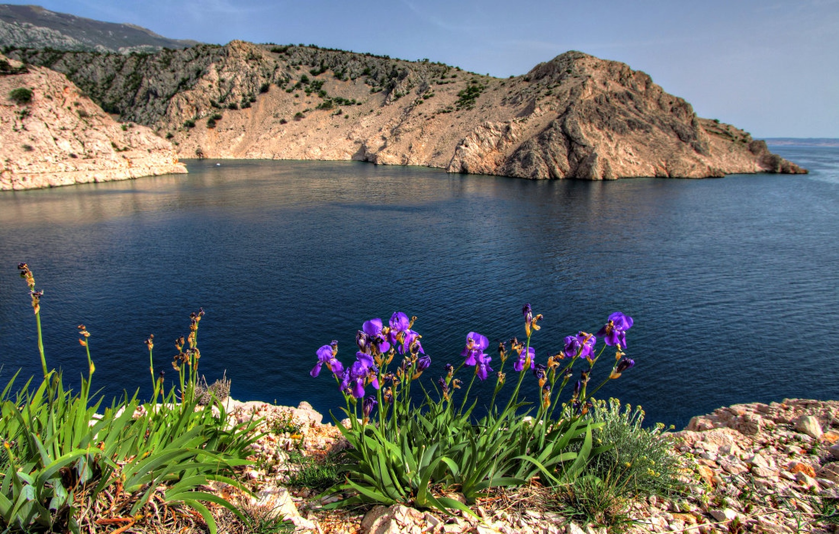 Sea flowers by sebastjan čebular