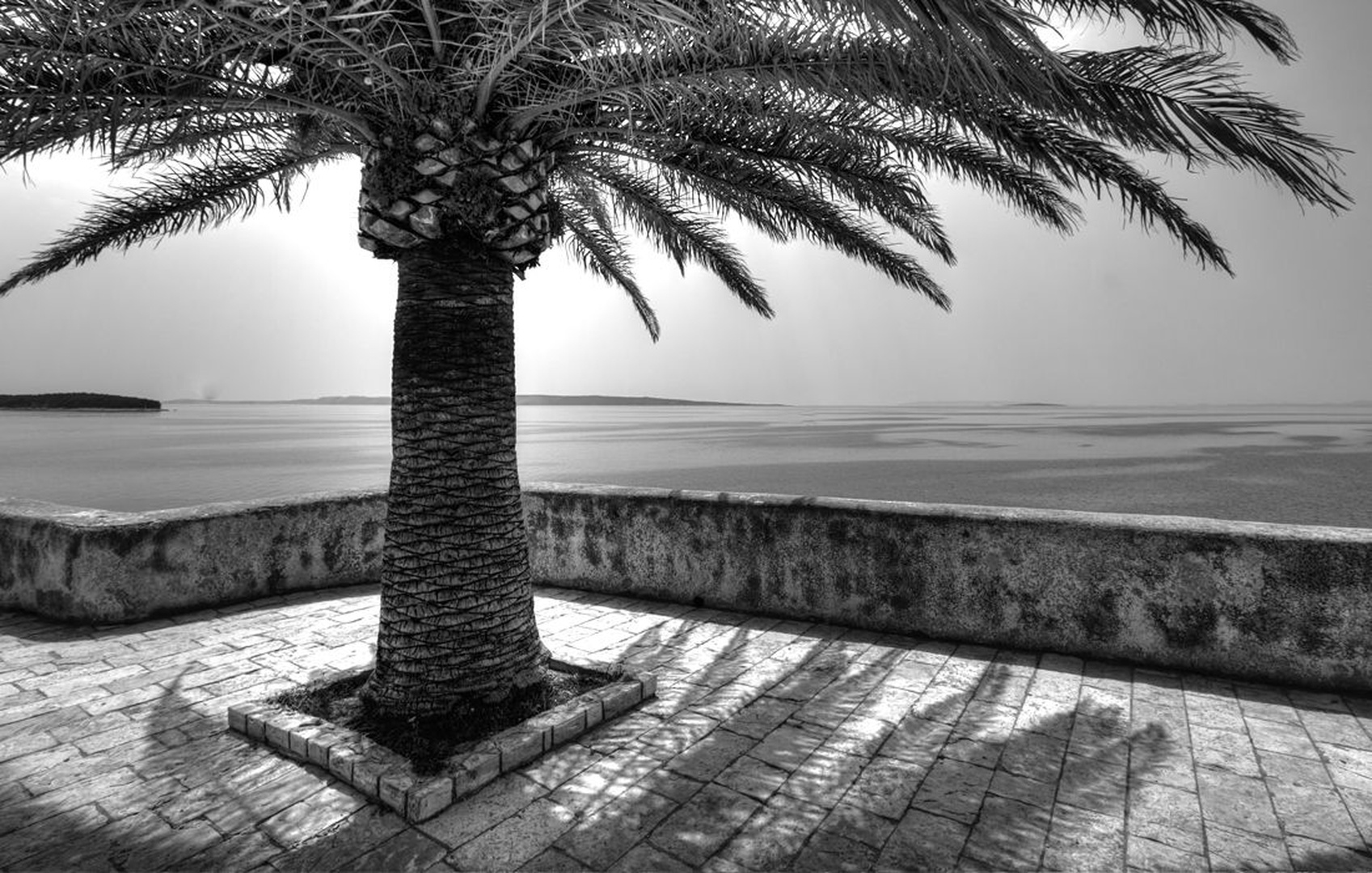 Palm tree by sebastjan čebular