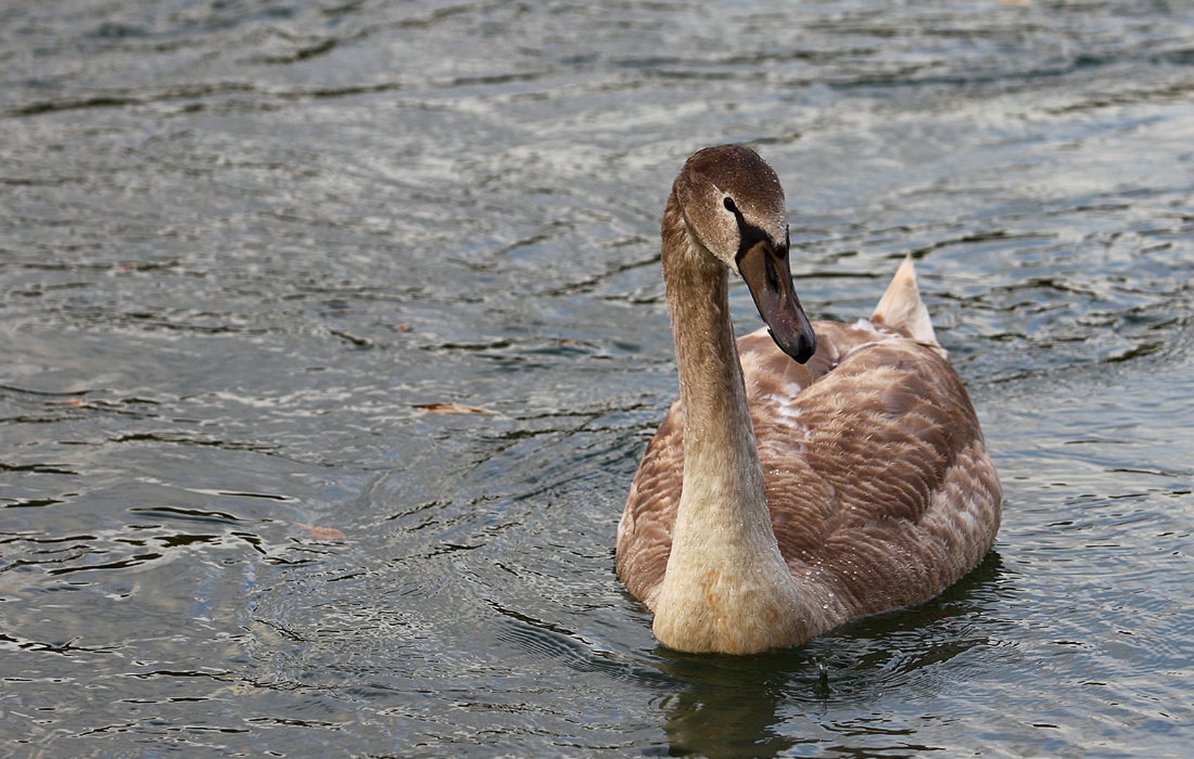 Swan by sebastjan čebular