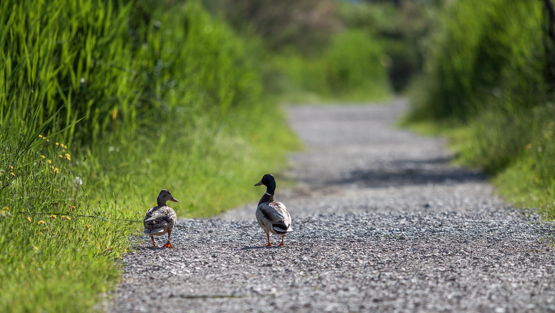 It will be a long walk! by sebastjan čebular