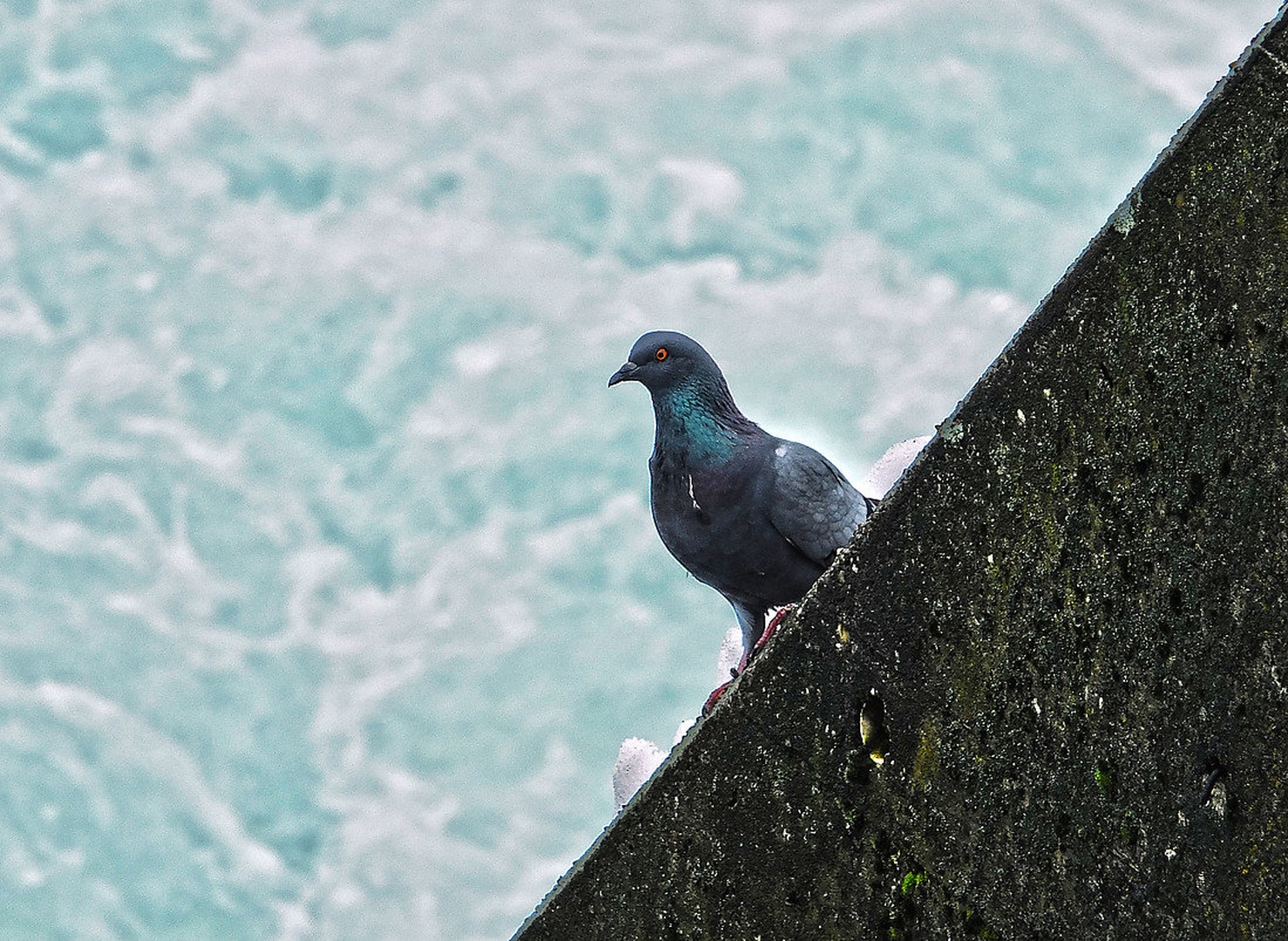 dove by Veljko Valentić