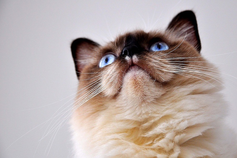 Deep blue eyes by Nancy