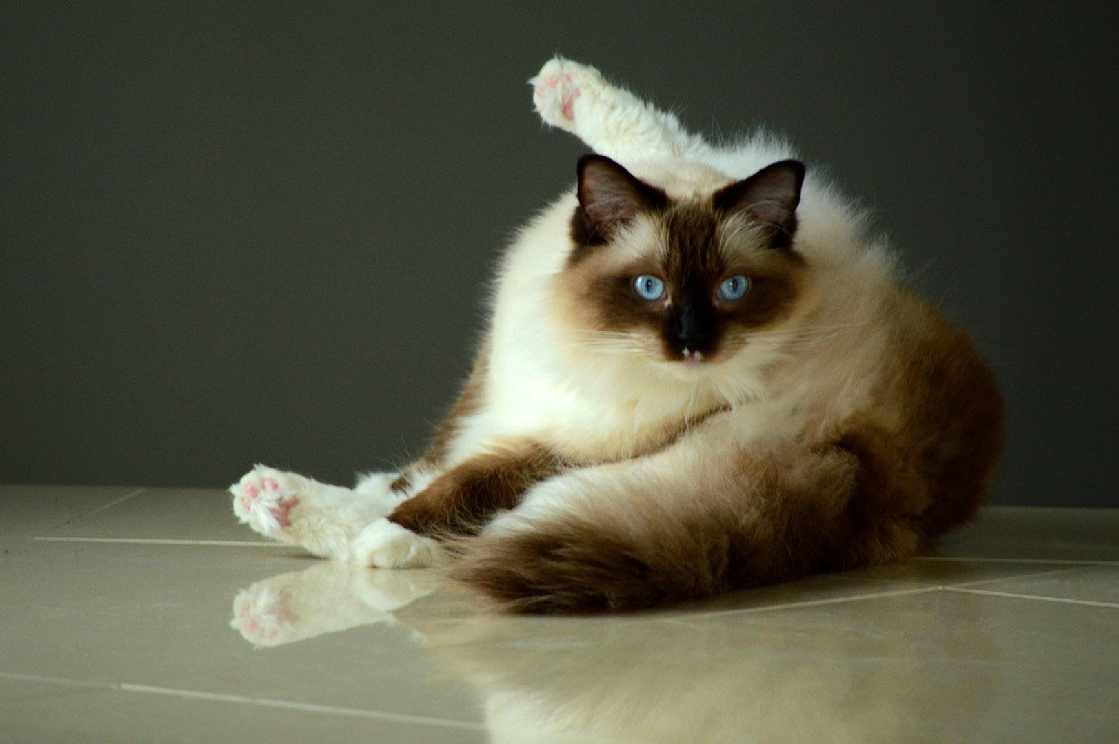 Mačji pilates by