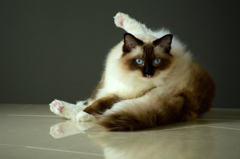 Mačji pilates by Nancy