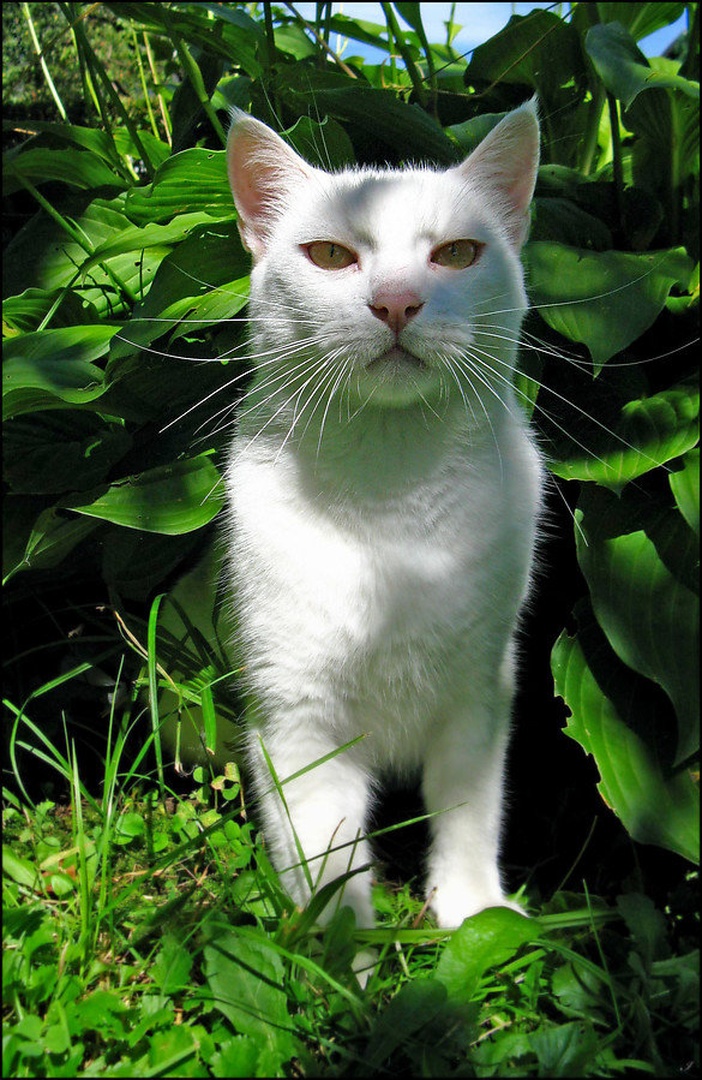 King of the garden by