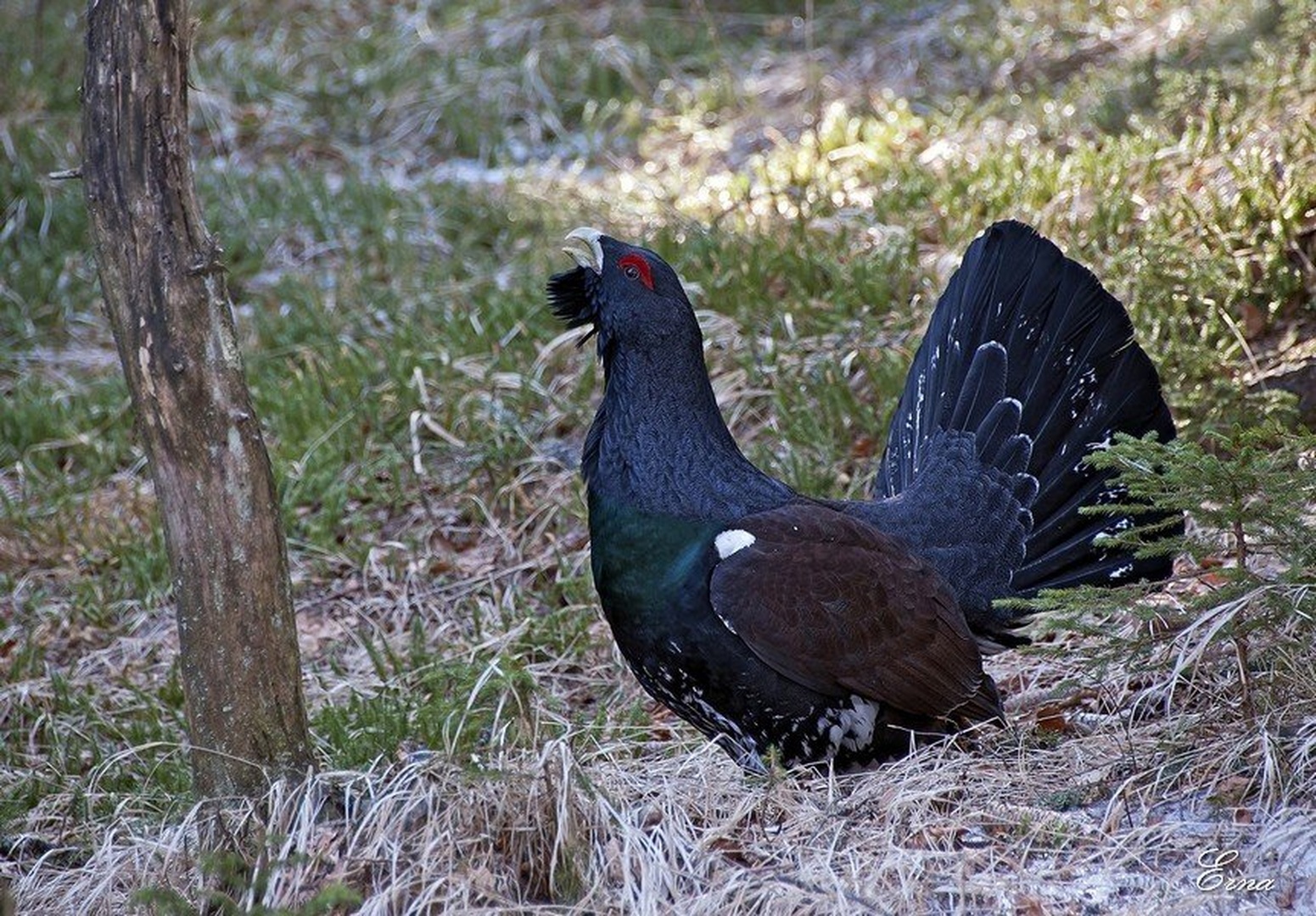 Urogallo by juvena