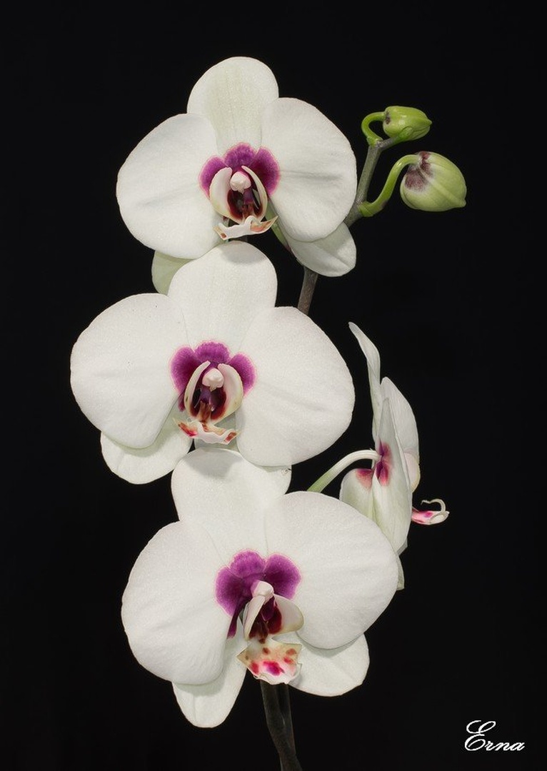 PhalaenopsiS by juvena