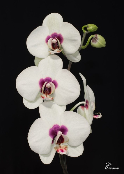 PhalaenopsiS by juvena