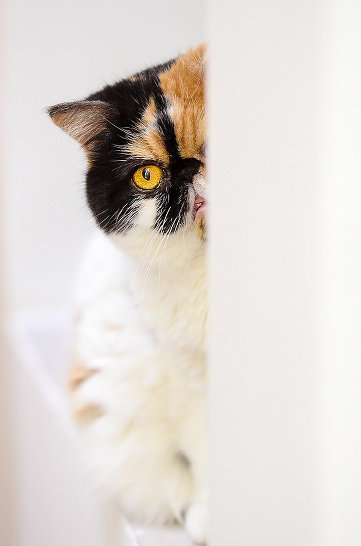 Shy by