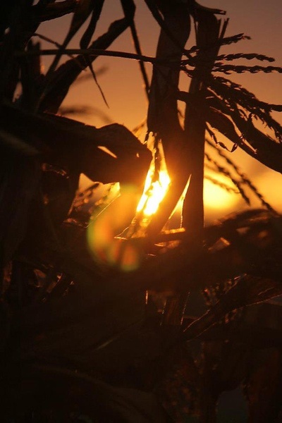 Zahajanje sonca za koruzo by Klemen Tršinar