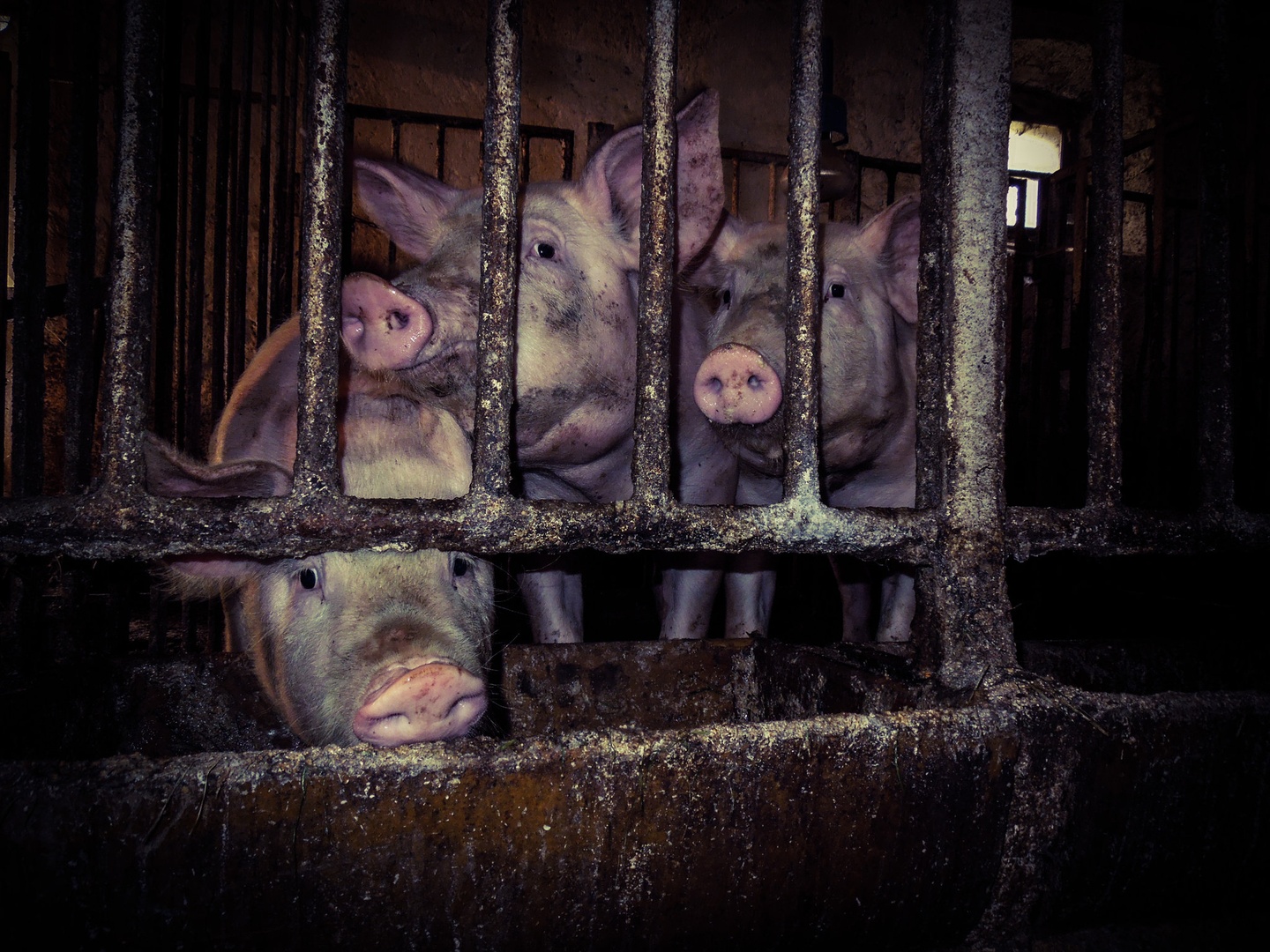 Three little pigs by Anže Sušel