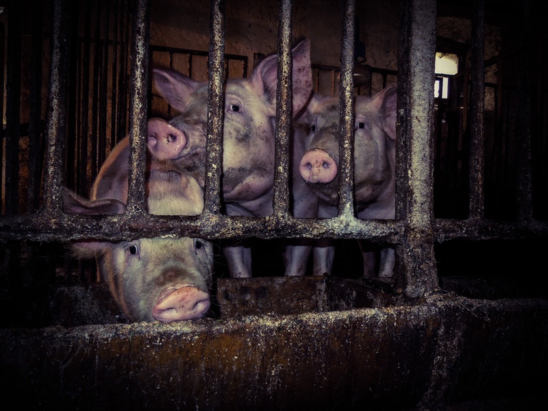 Three little pigs by Anže Sušel