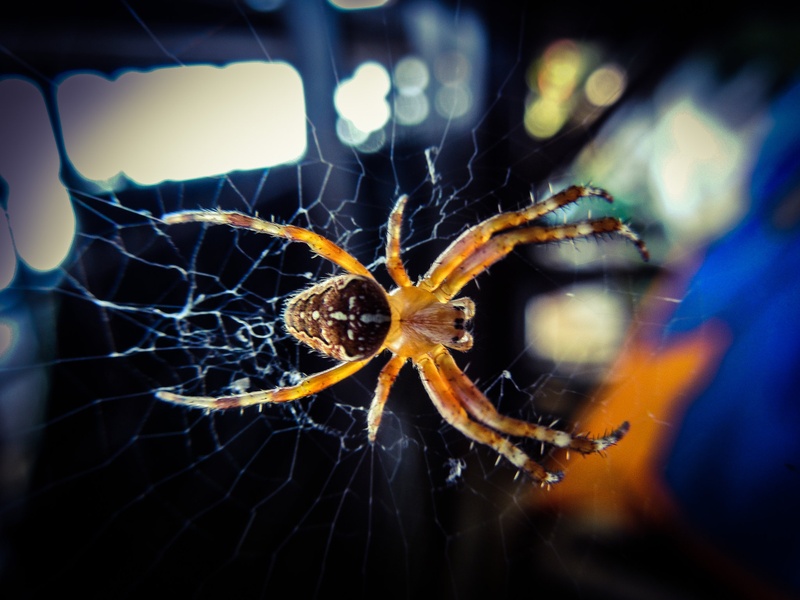 Araneus diadematus by Anže Sušel