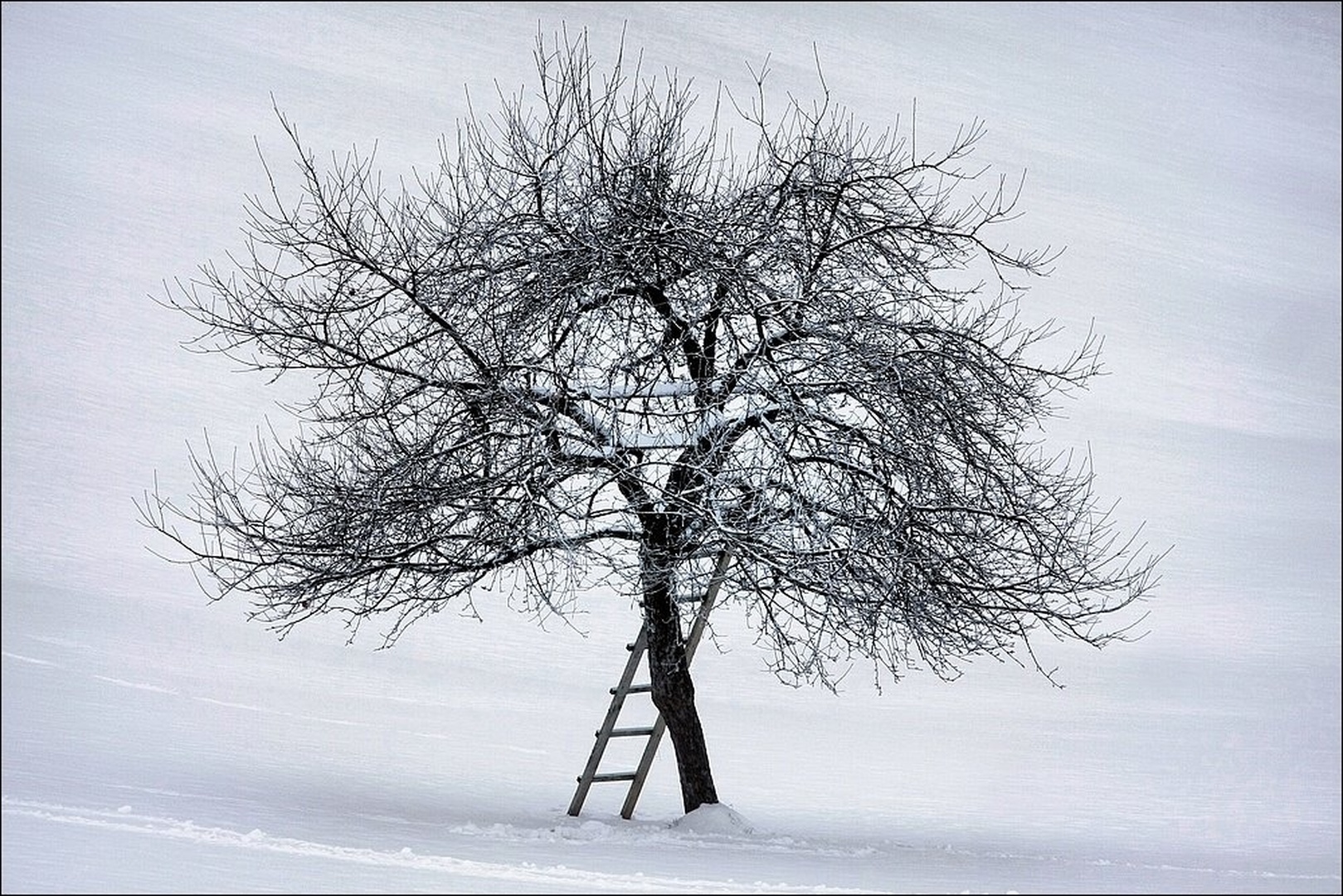 Na snežni podlagi by zlatko