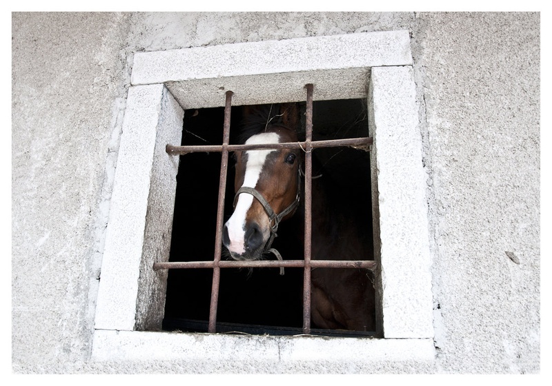 Horse by azazelo1