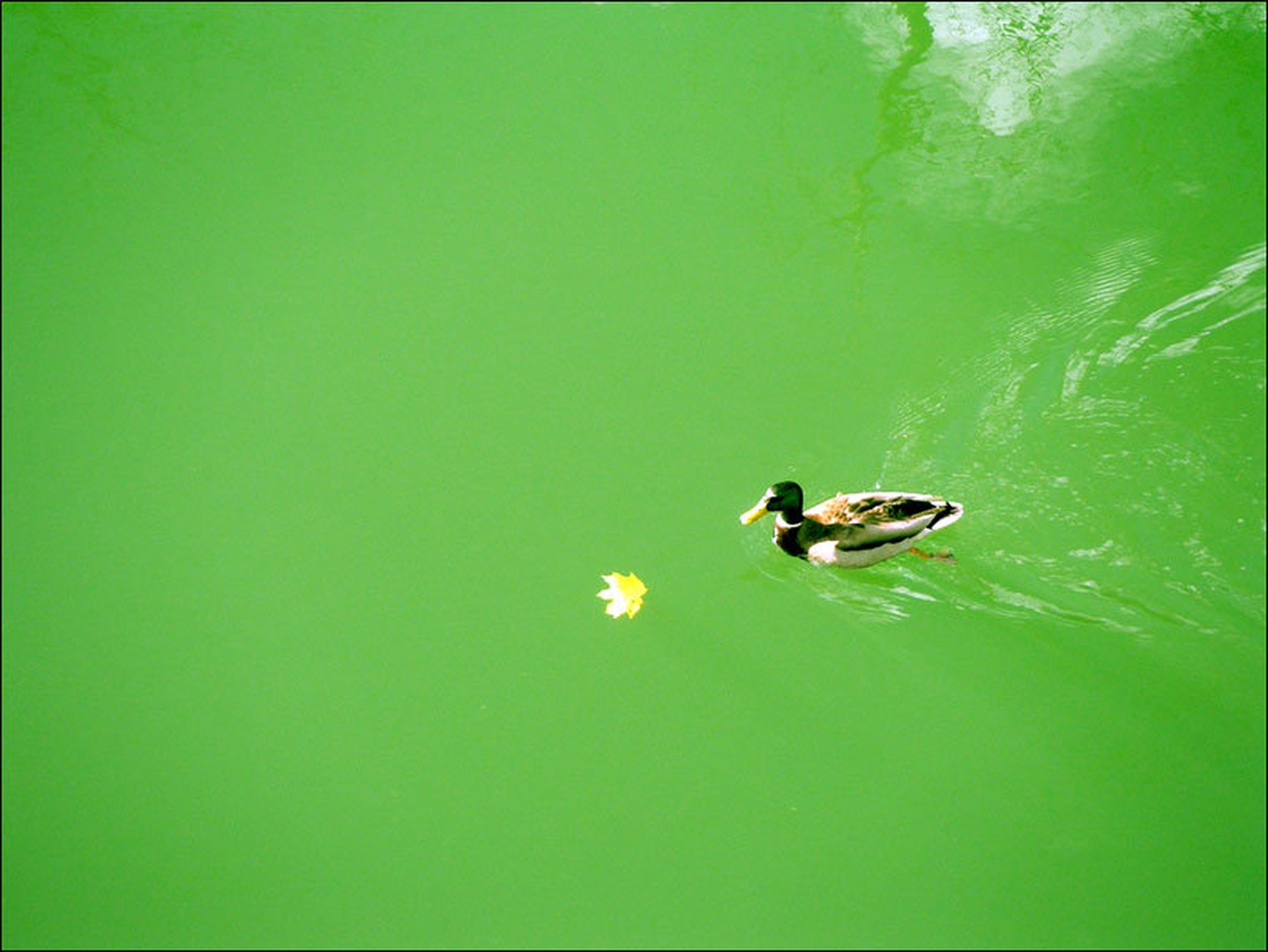 duck by