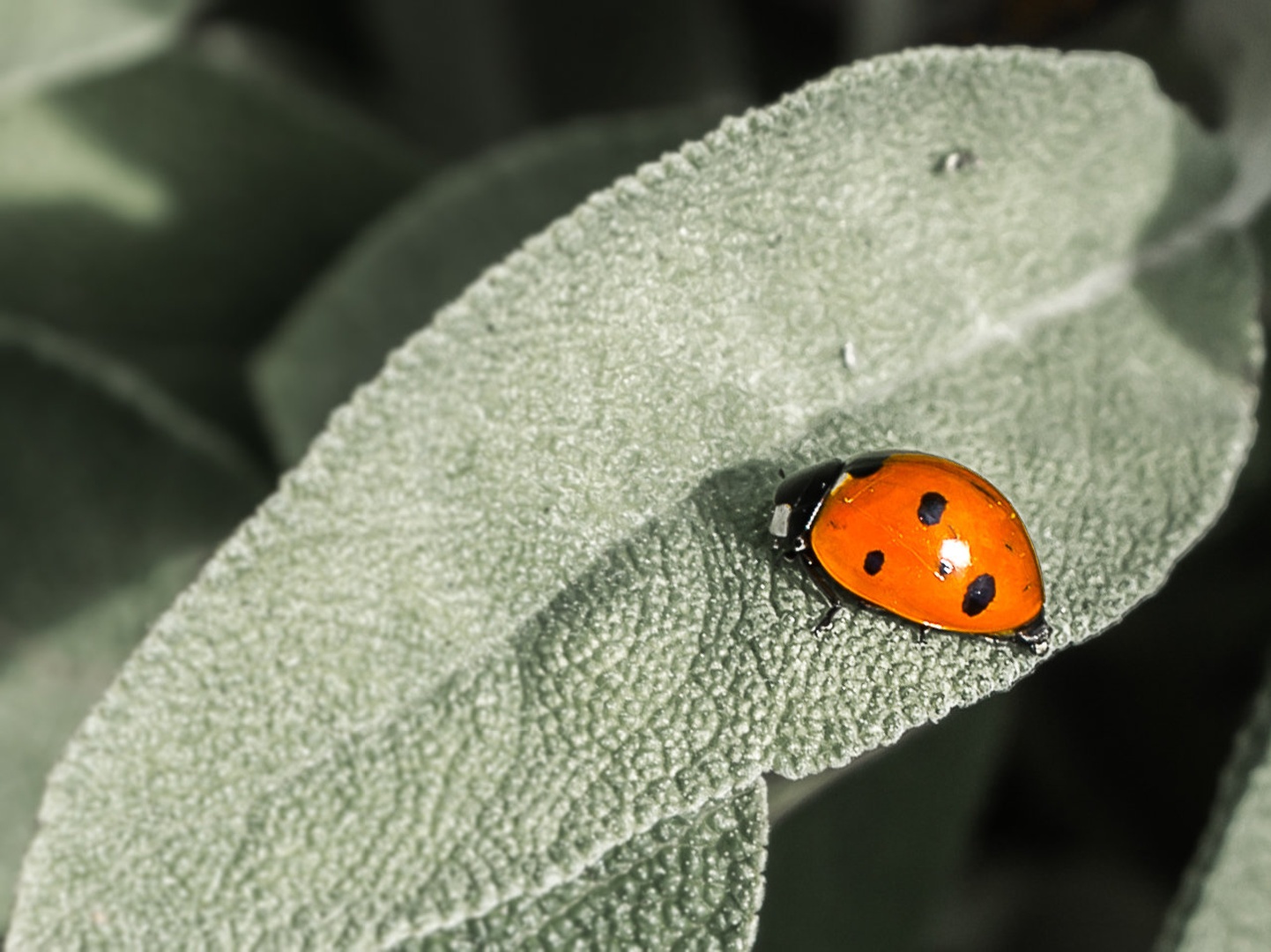 Ladybug by Jure Murovec